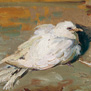 Tortora, 1918-1920 circa