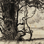 Alberi in autunno, 1920