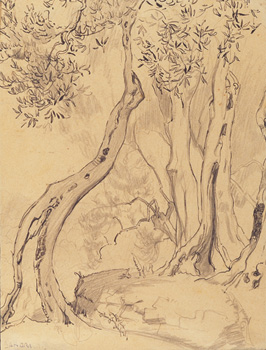 Ulivi arco, 1920 circa