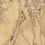 Ulivi arco, 1920 circa